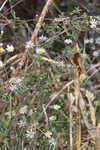 White panicle aster